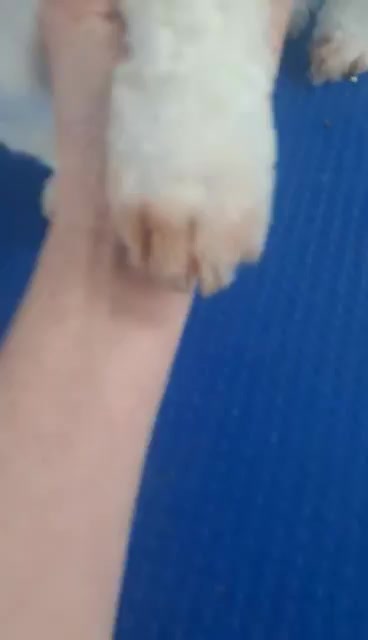 @dogs_and_stuff_8