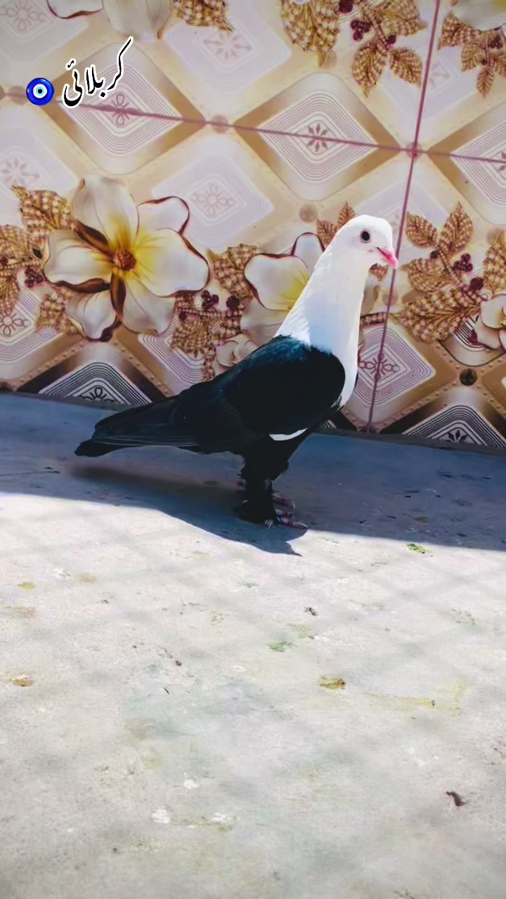 @🤍 وحید بڑیچ 🤍