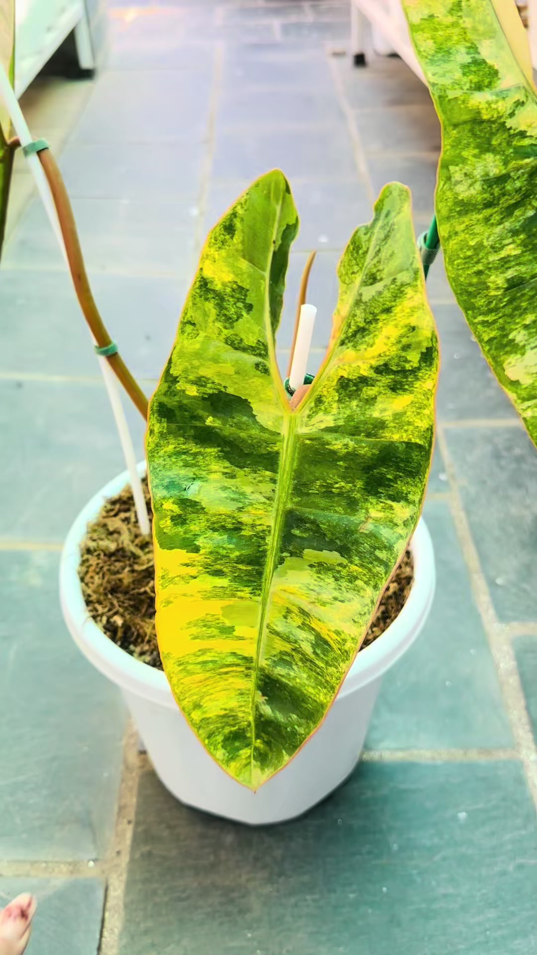 @Plantlife50