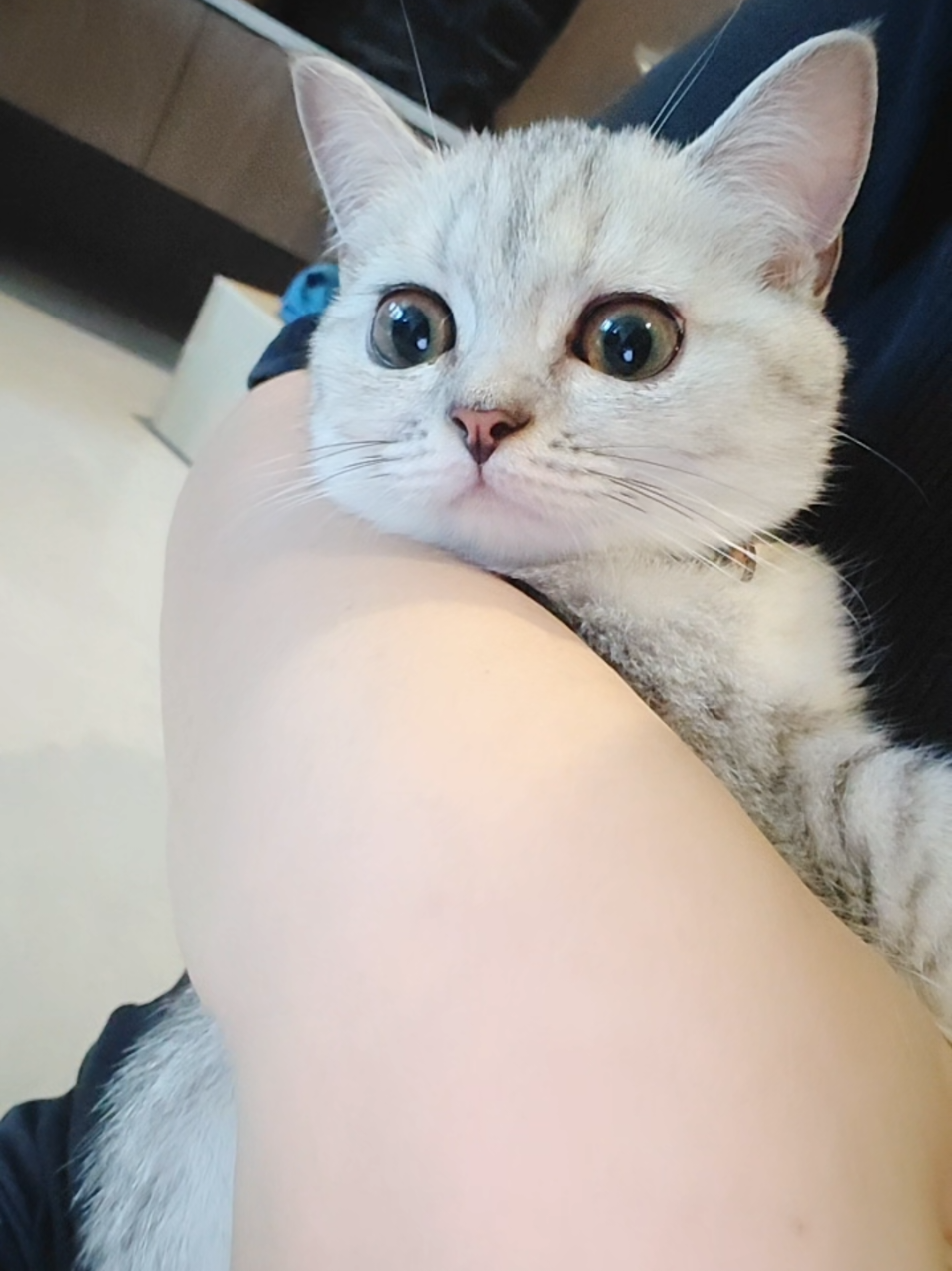 @DDhousepet