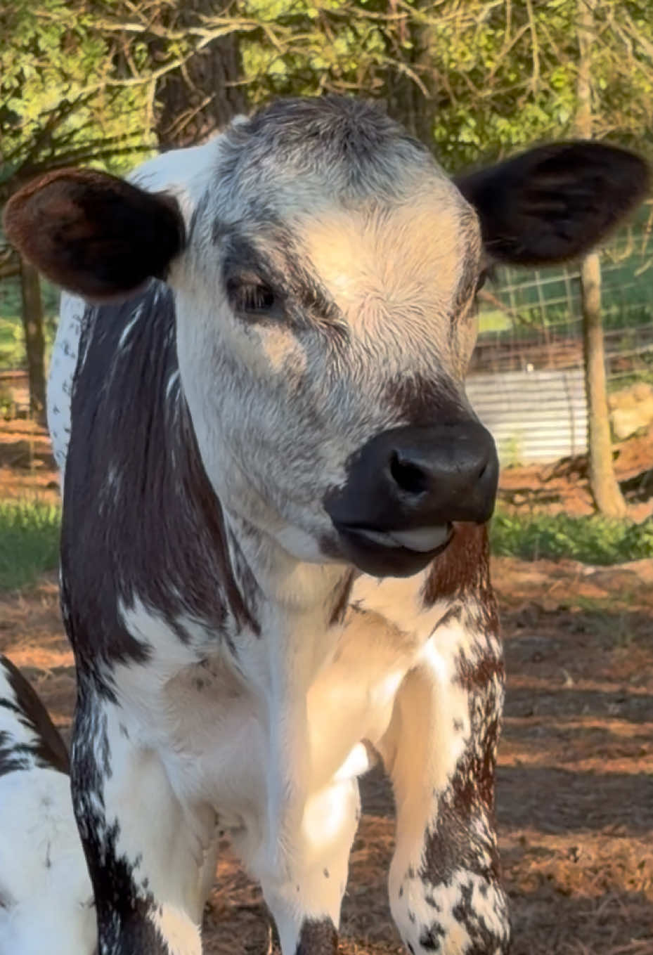 @Georgia Farm Girl