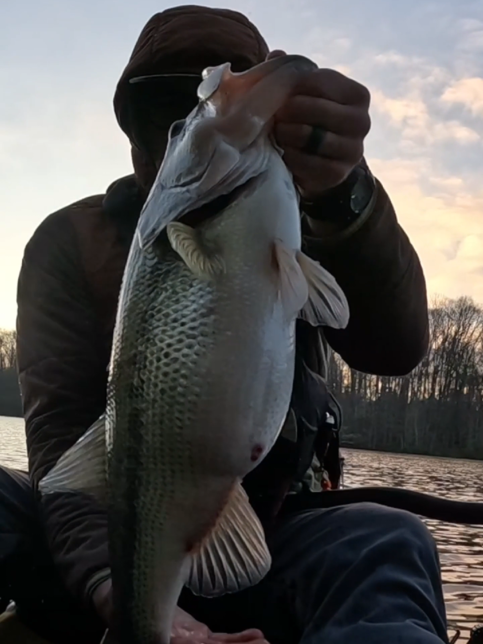 @SacPig Bait Co.