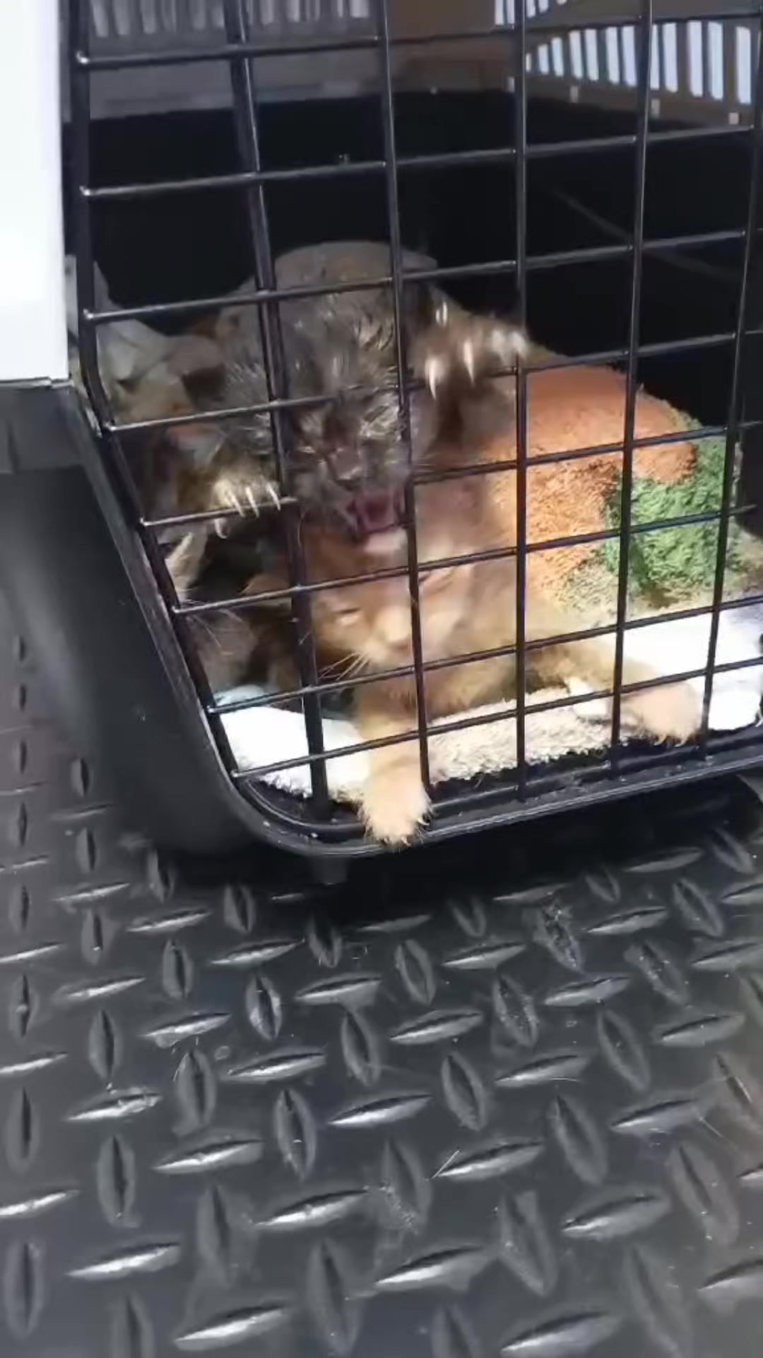 @cats&dogs)
