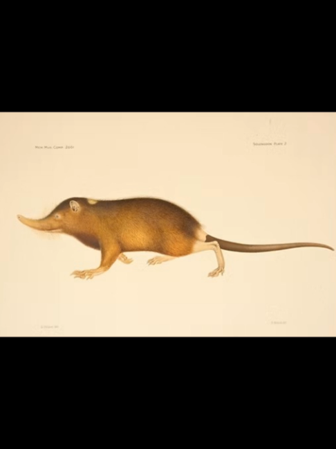 @Extinction Cometh