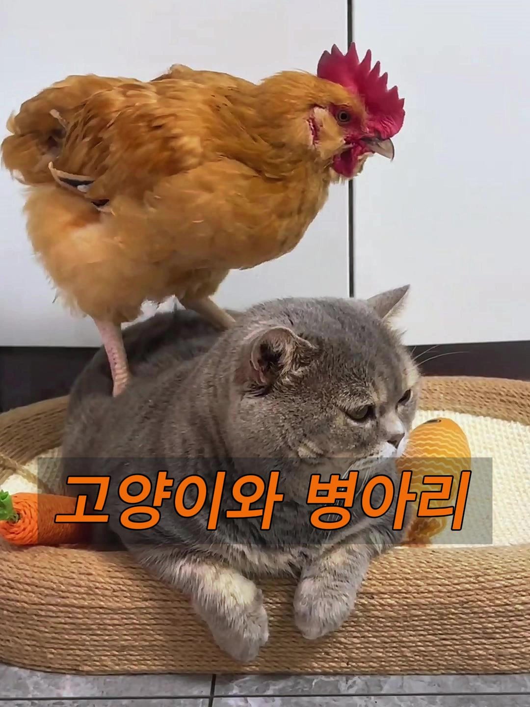 @삼촌Cut2025