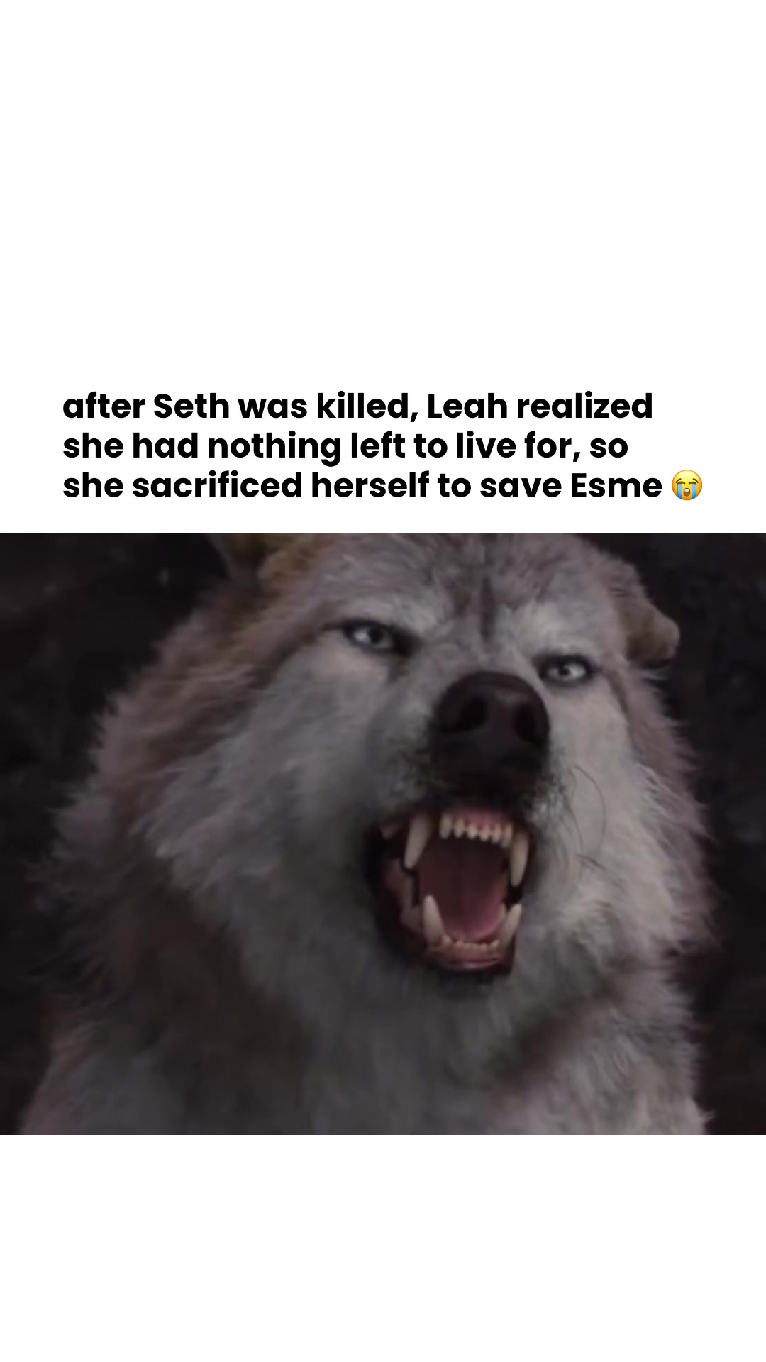@MemePlug