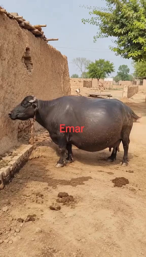 @Emar