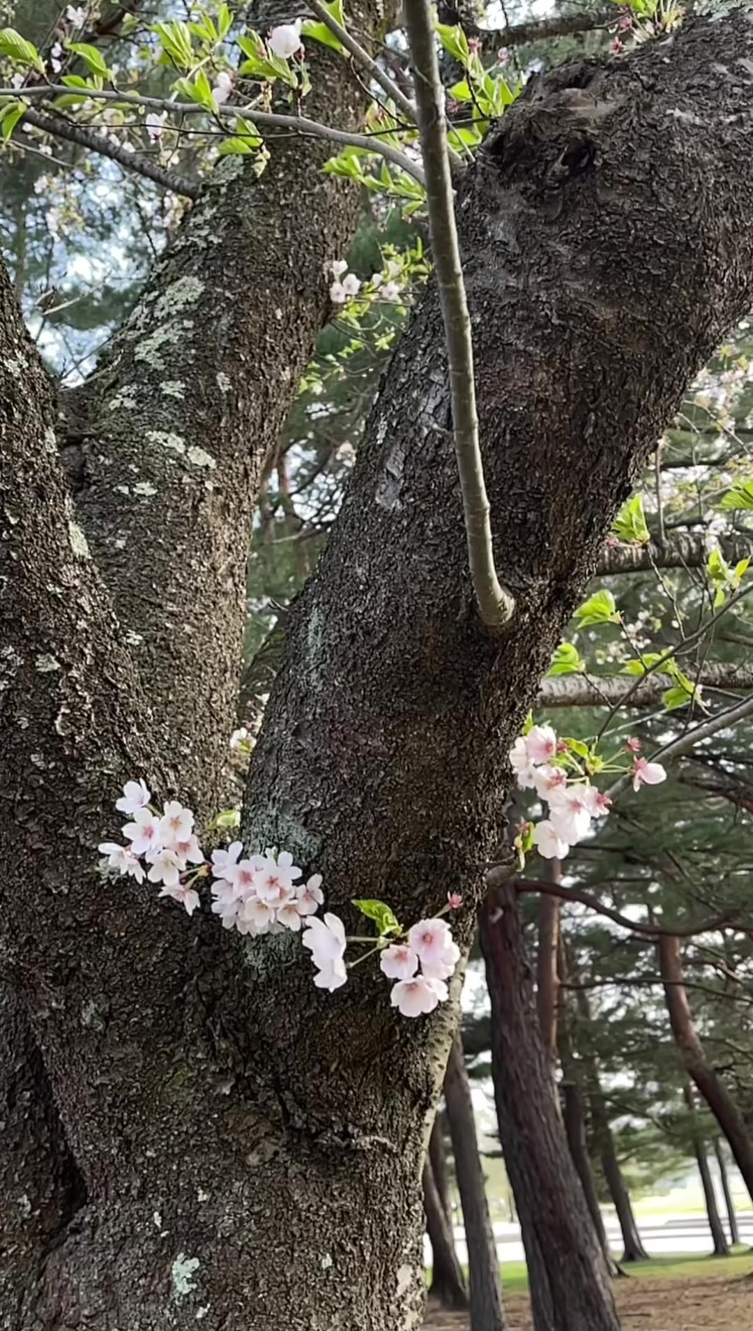 @ultramexxxxxx3