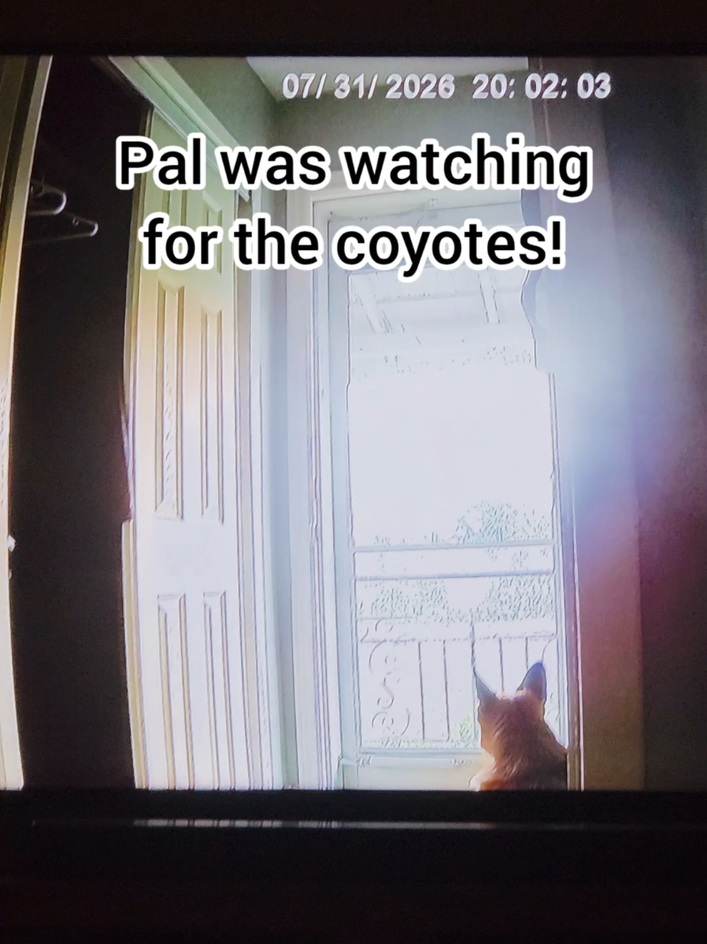 @BuddyandMikes Pal