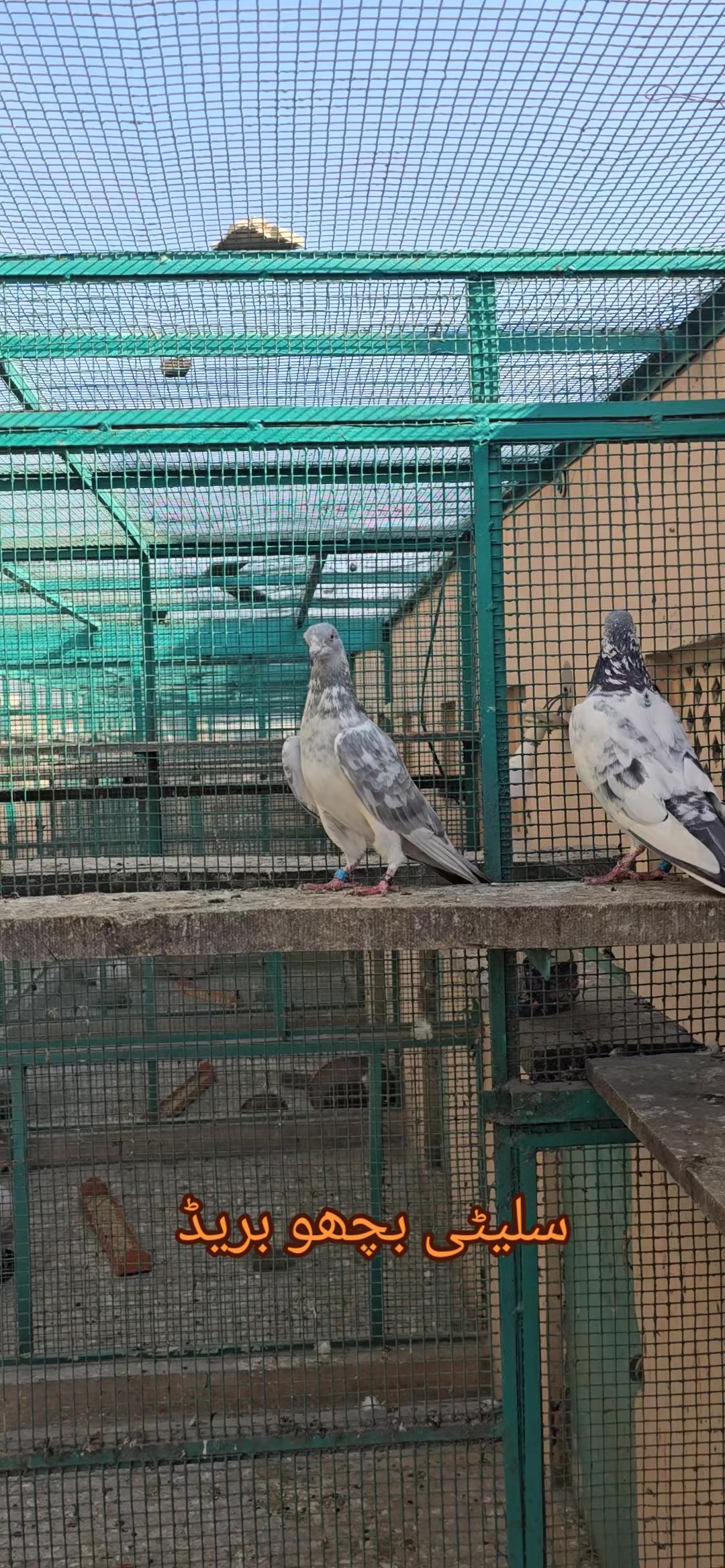@Malik Mohkam Khokhar