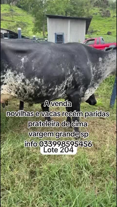 @marketing_do_gado