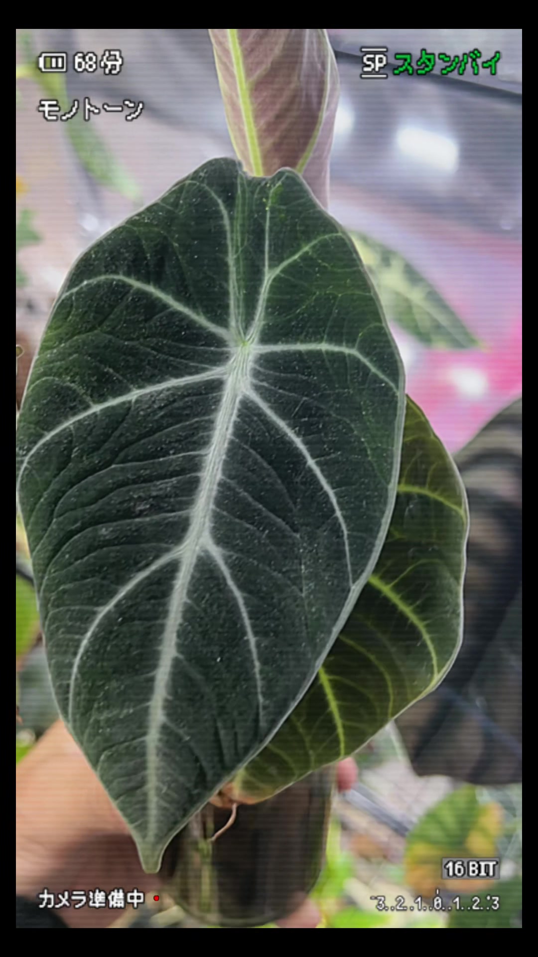 @cultivandoando