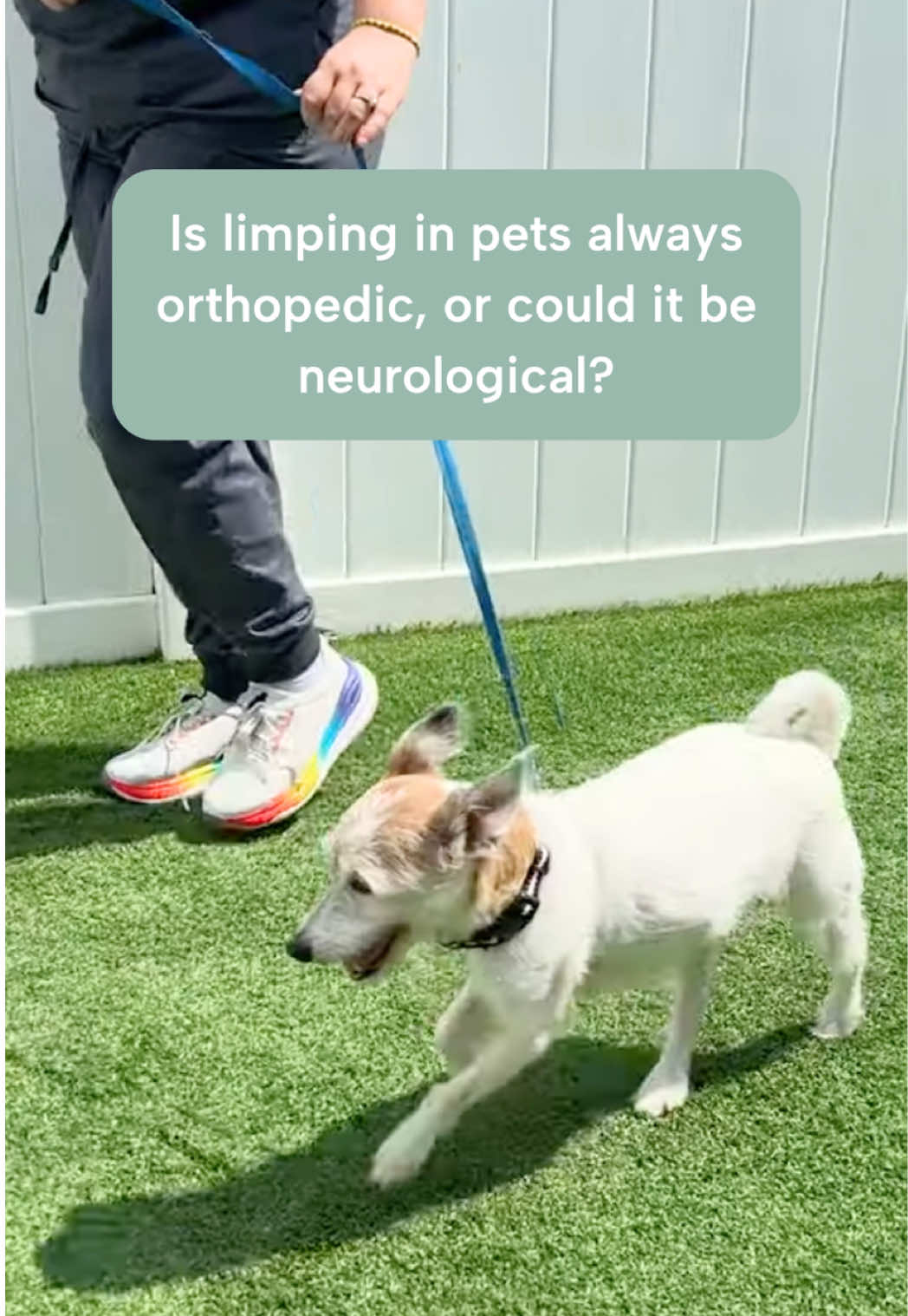 @Southeast Veterinary Neurology