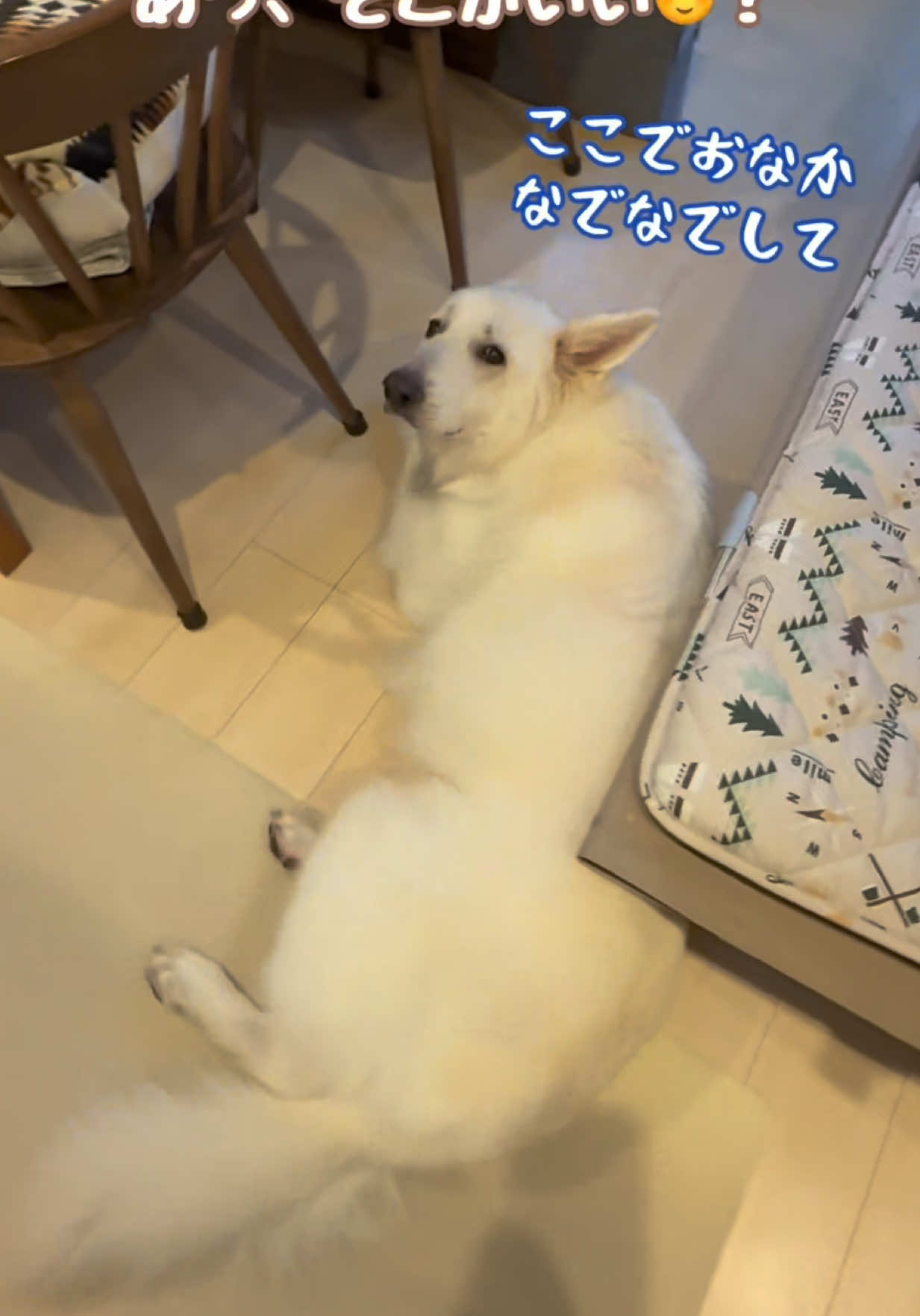 @leo