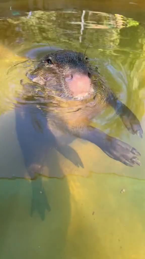 @Capybarabaramedia