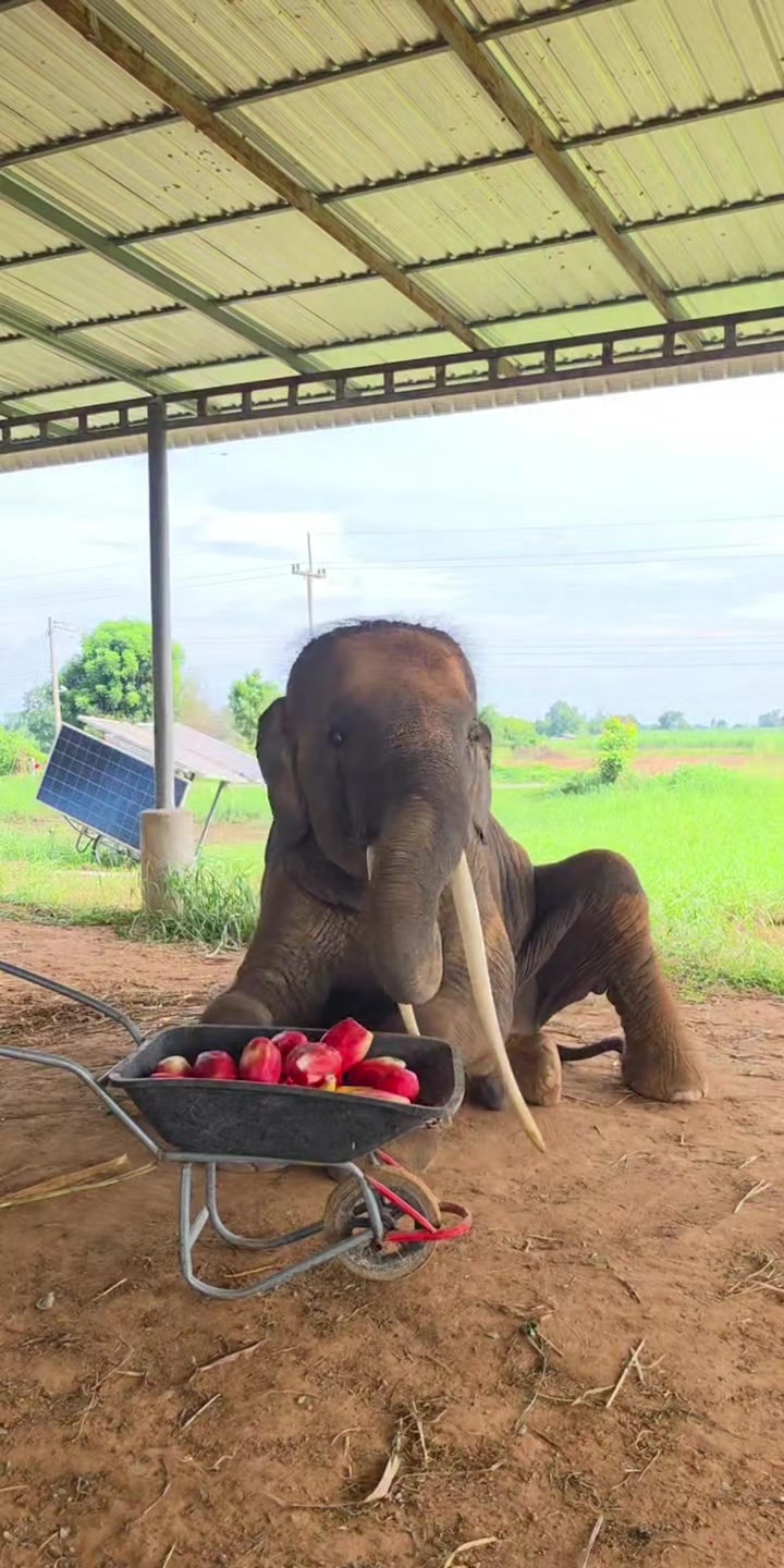 @ควาญช้างสาว"ชาลิดา"