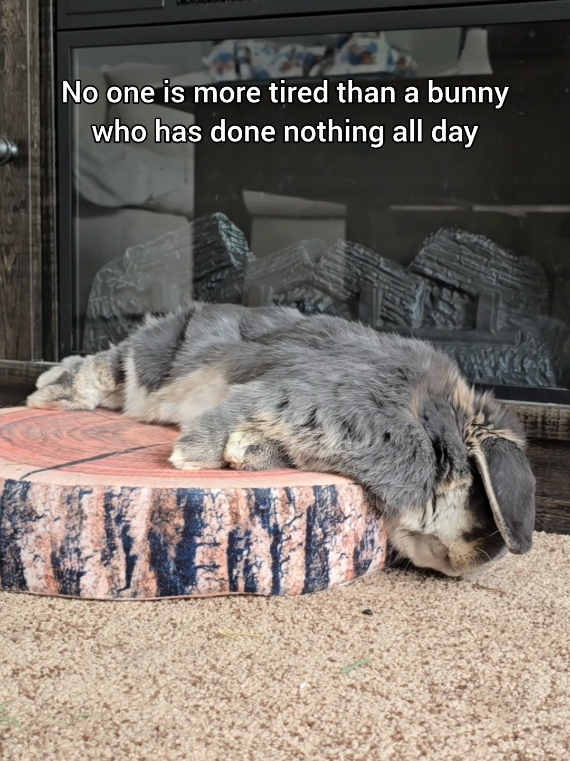 @Blueberry the Bunny