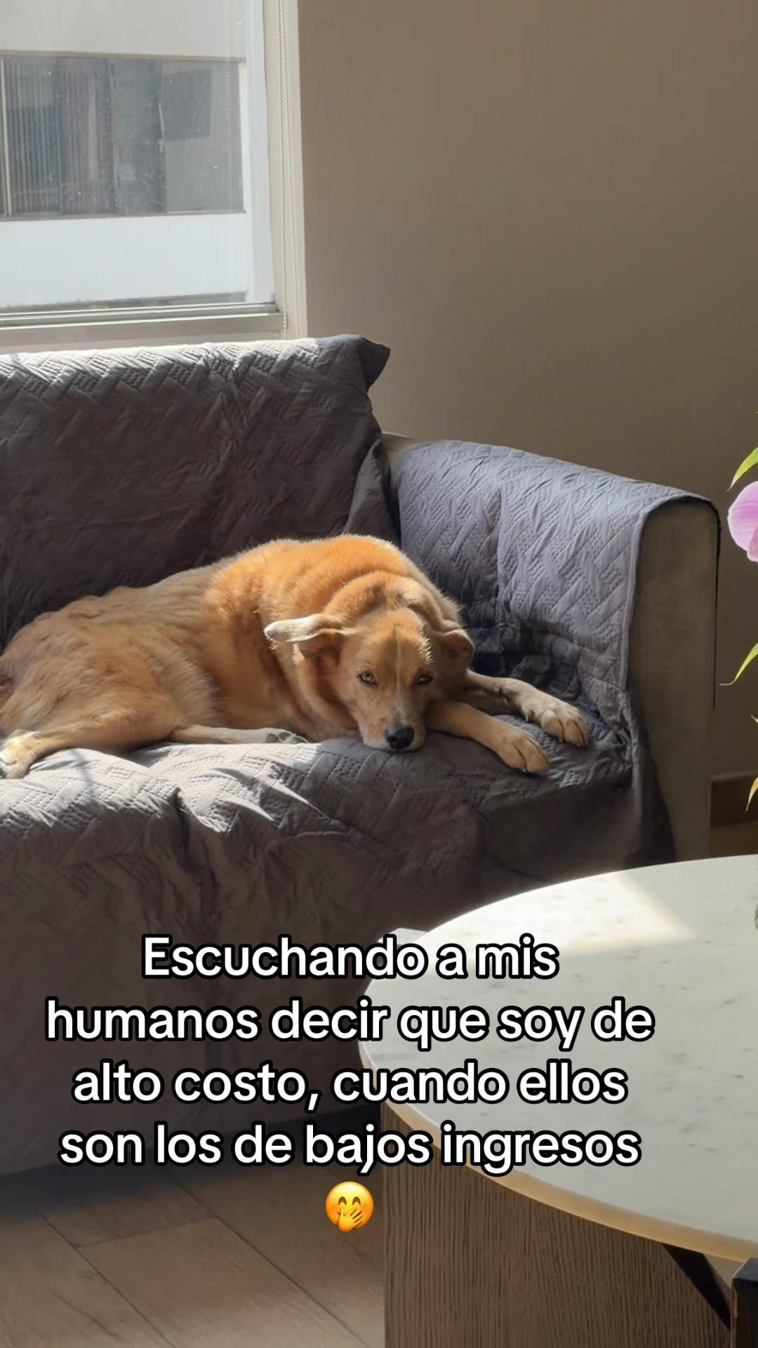 @Diario de Donny🐕 y mami👩🏻