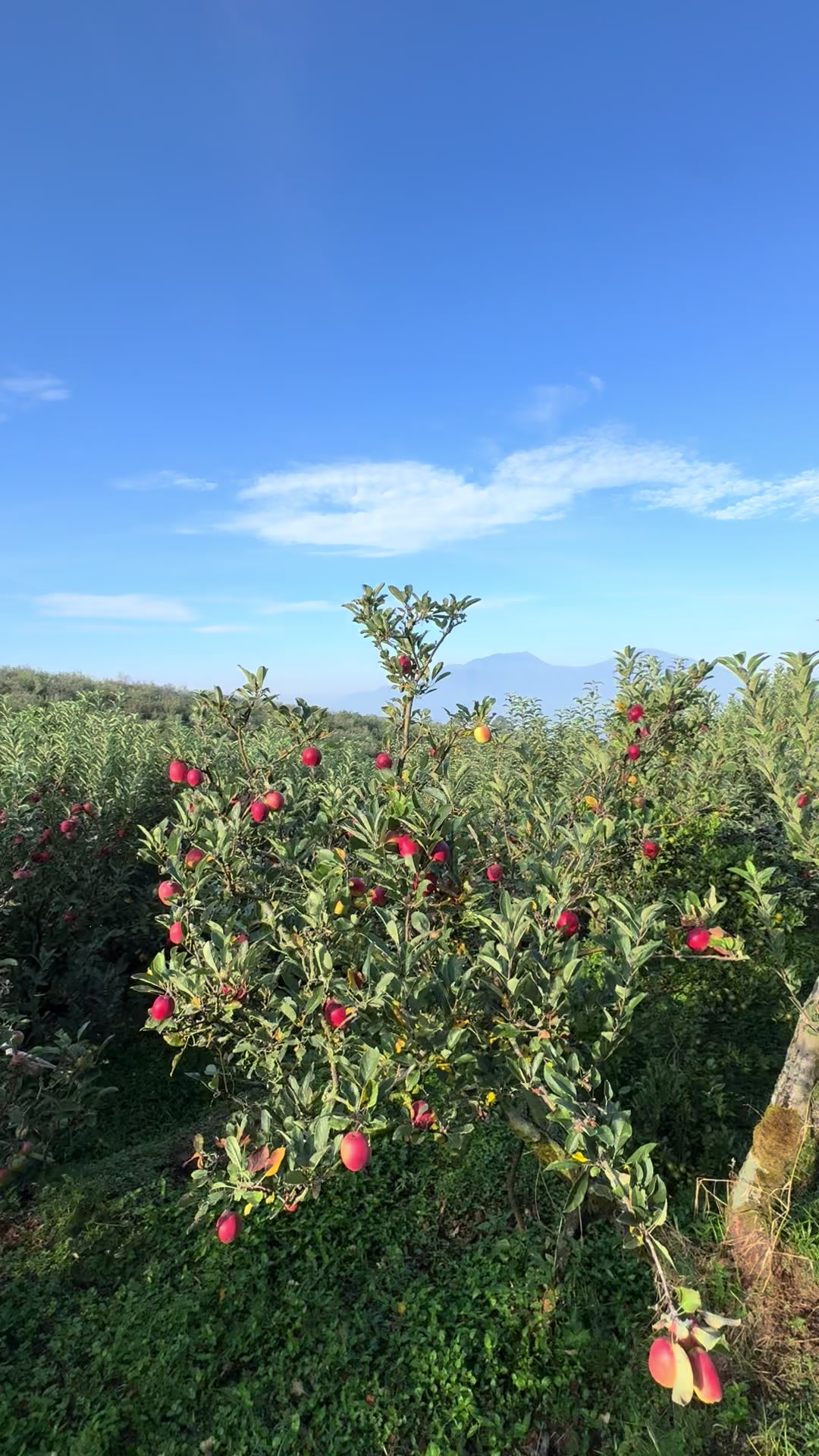 @Kebun8