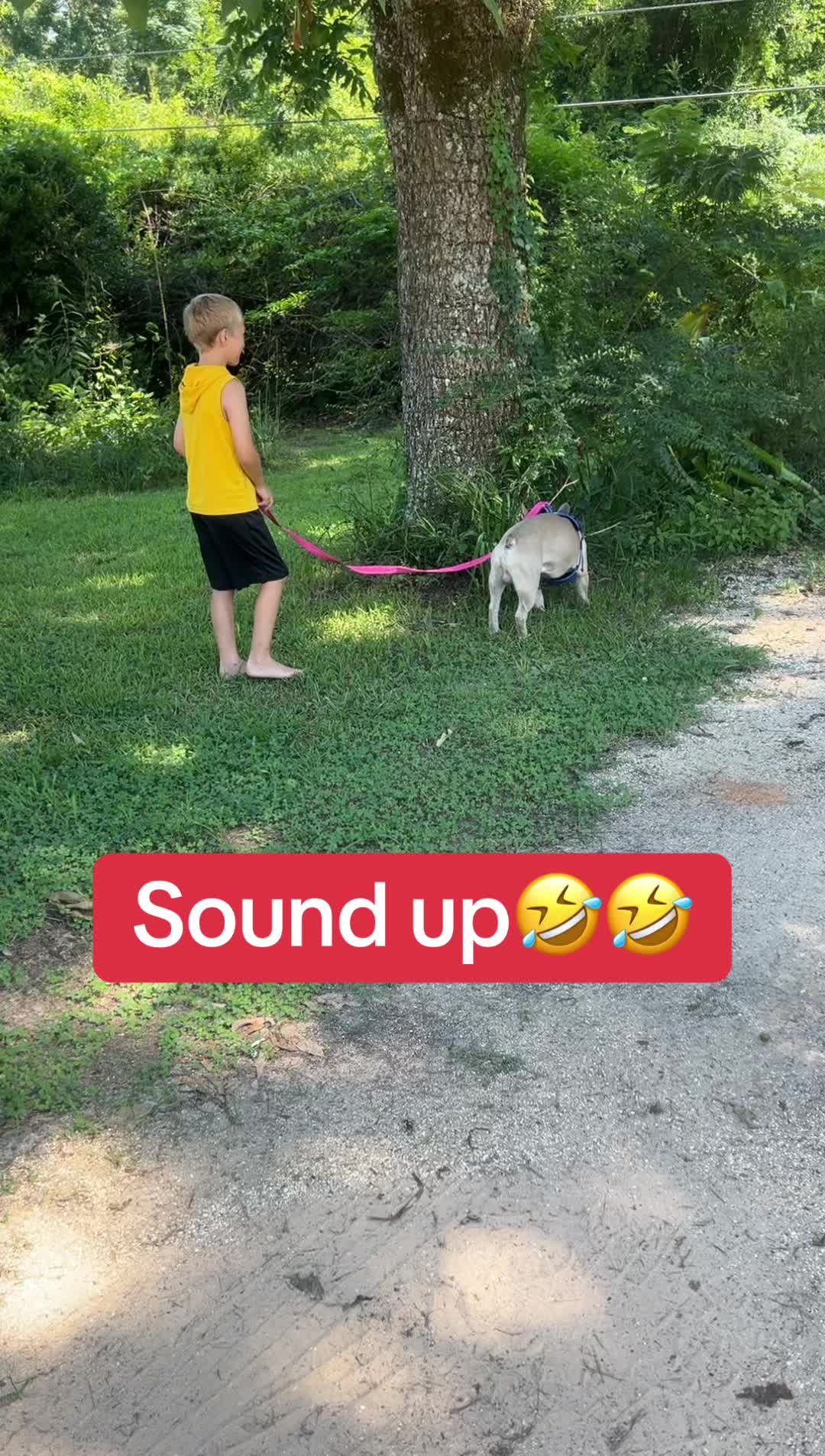 @SE Boston Terriers