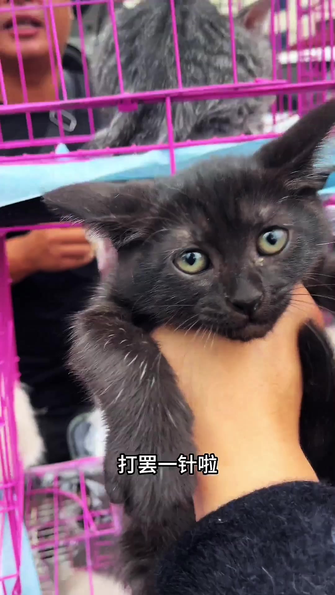 @寵物批發零售（一手批發，零售）