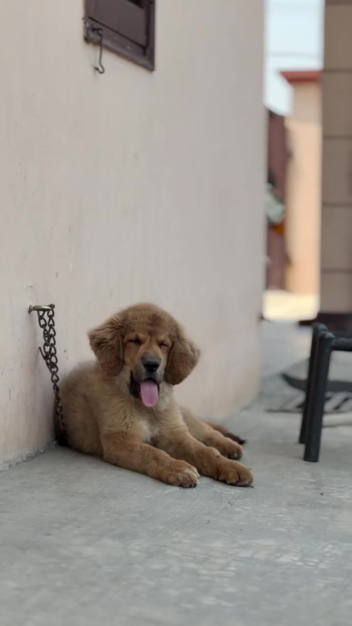 @Kashmiri_Bakrwal_Dog