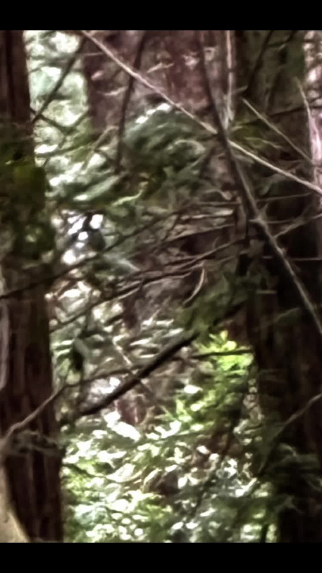 @🌲Forest Friend🌲🙏💗