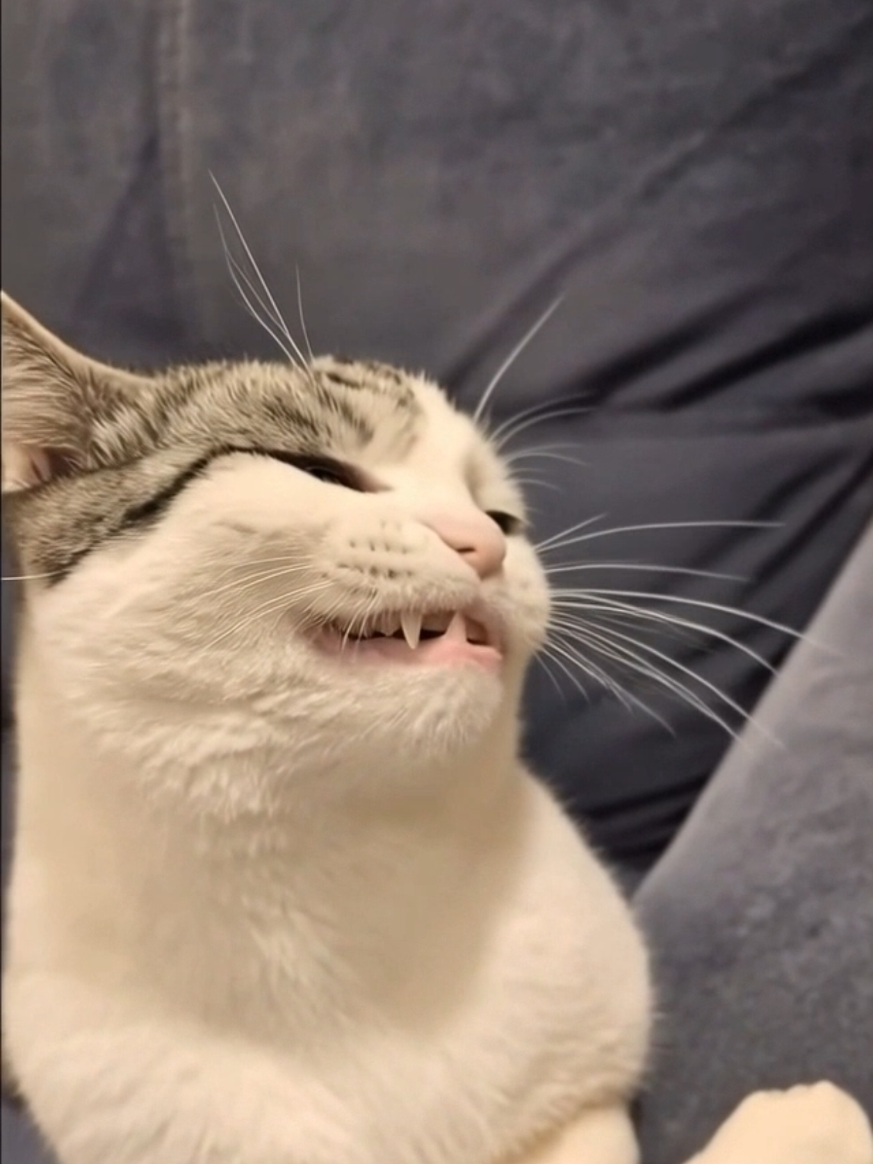 @Я кошка Зинаида