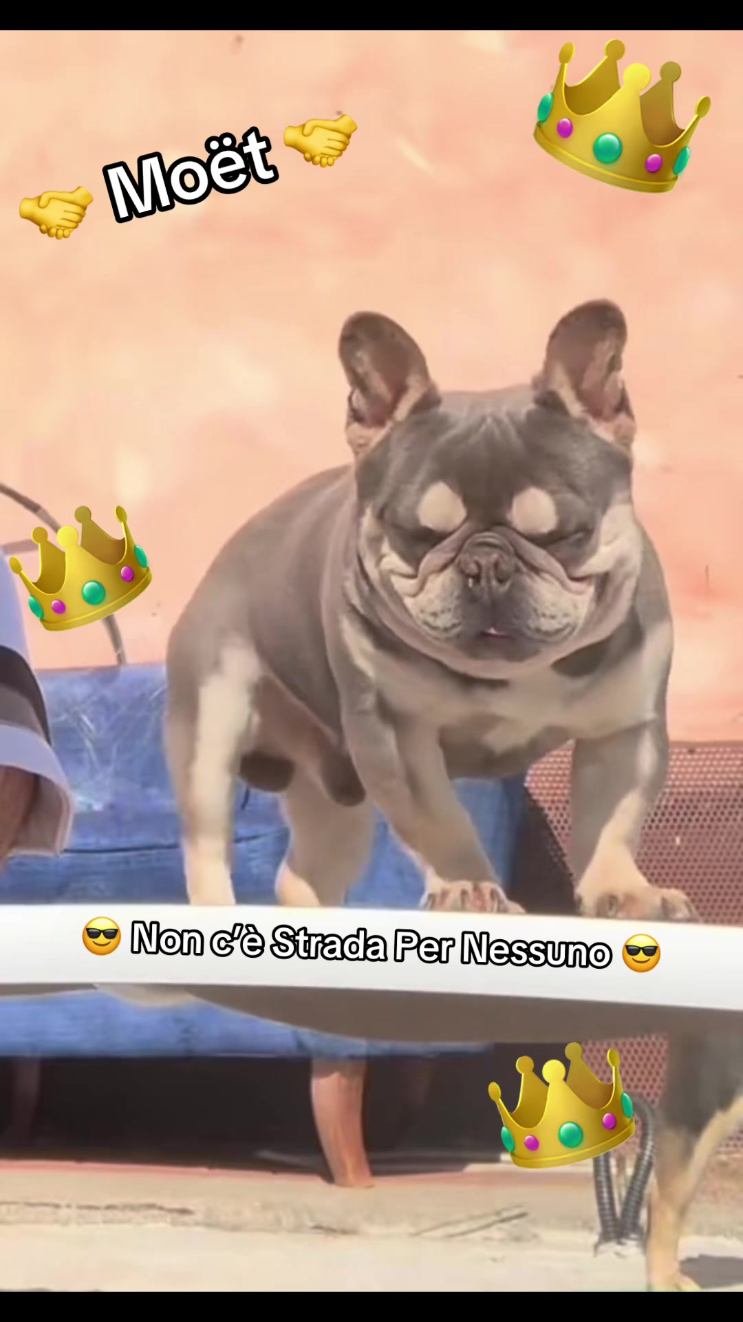 @DonatoBulldogFranceseCuccioli