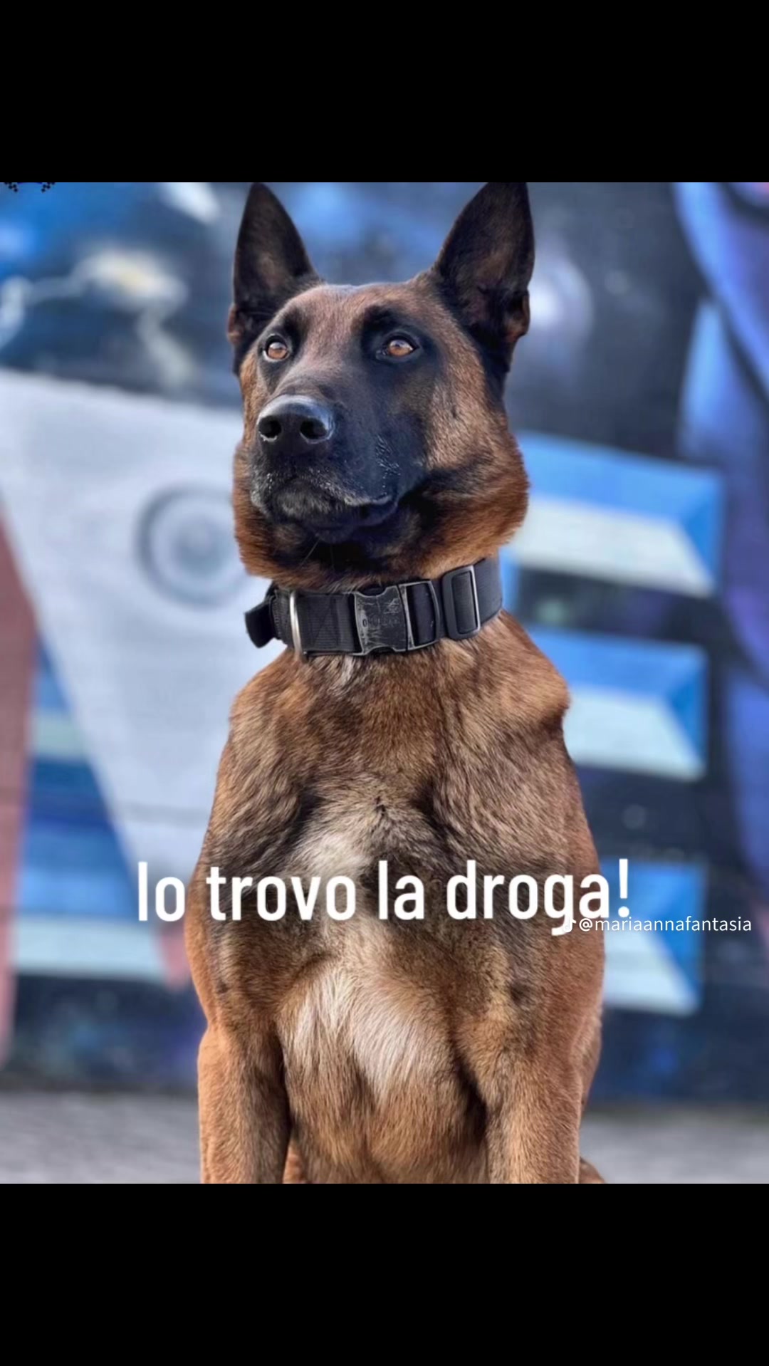 @La zia dei cani 🐶