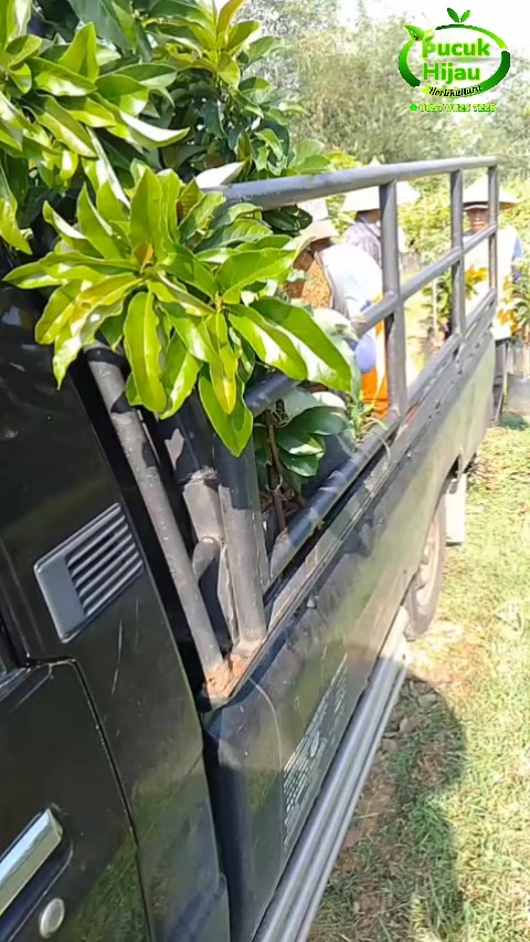@PUCUK HIJAU🌿