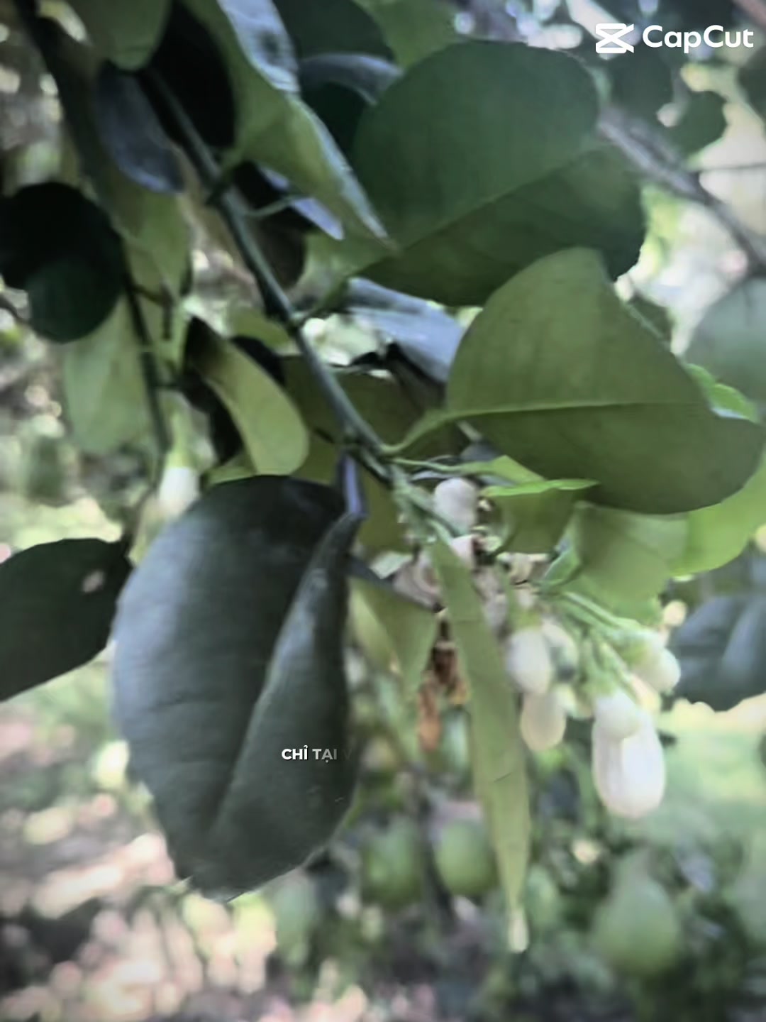@Bàn tay nhỏ 63B3