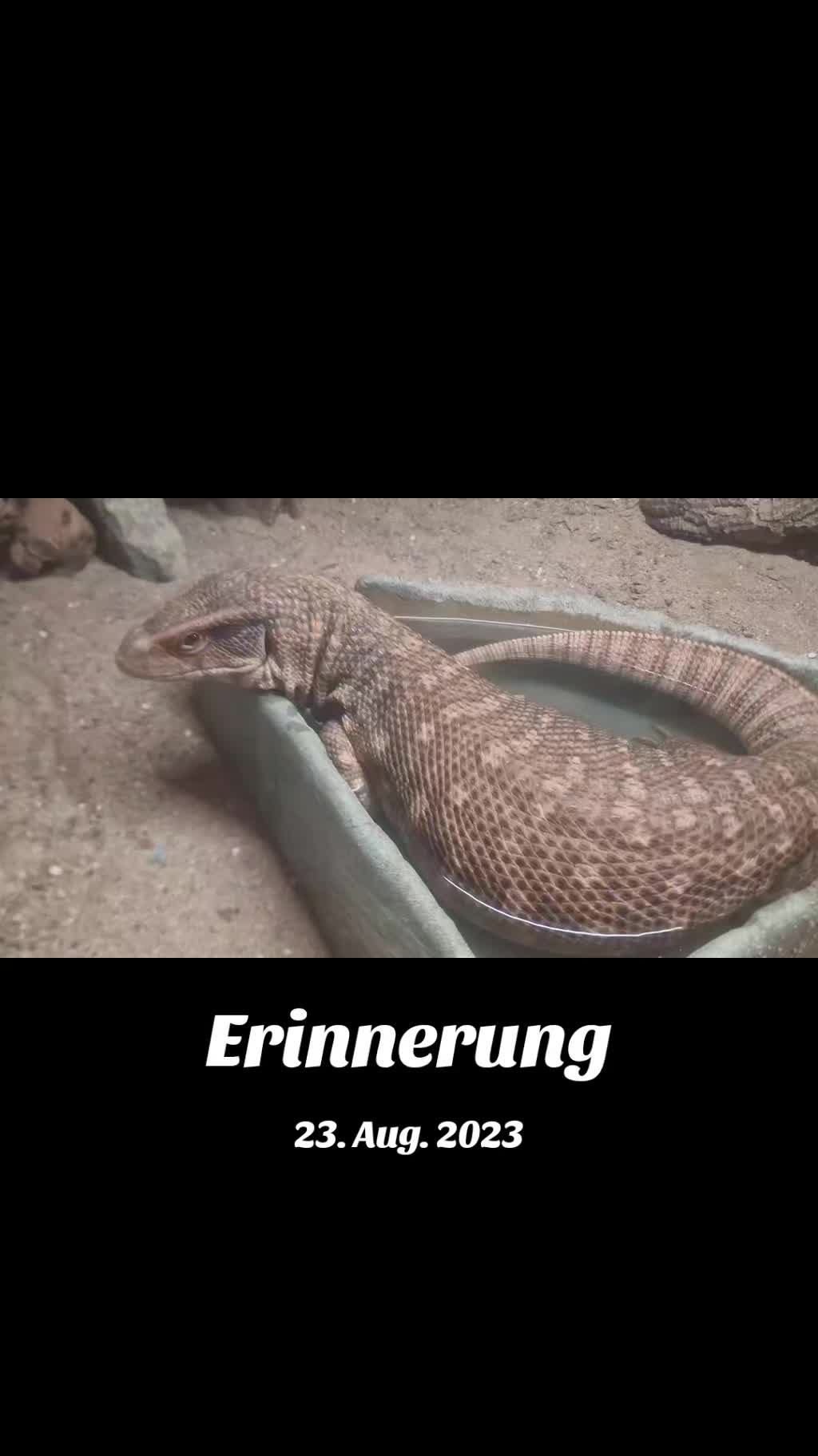 @🐍🐍Snake🐍eye🐍🐍🕷🐊🦎🐢