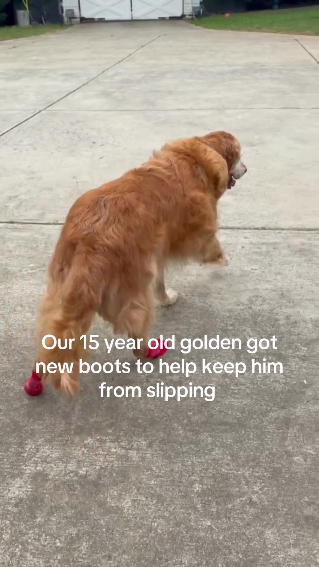 @DogMomisms