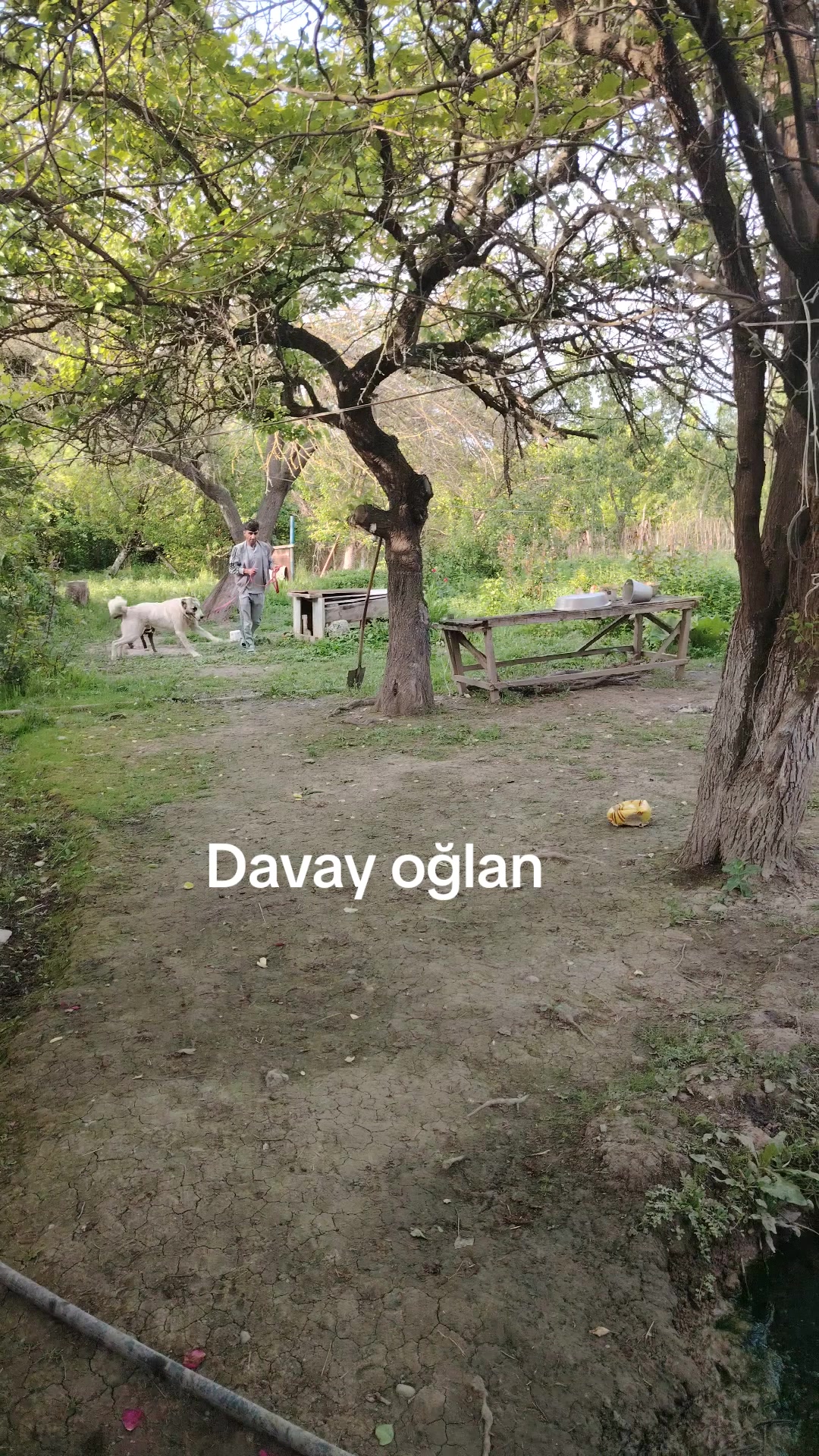 @Pitomnik_ağcabedi_volkadav.Mir