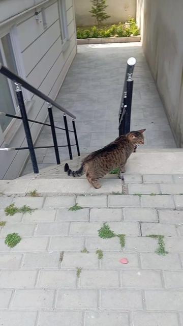 @Fatoşçırpan34