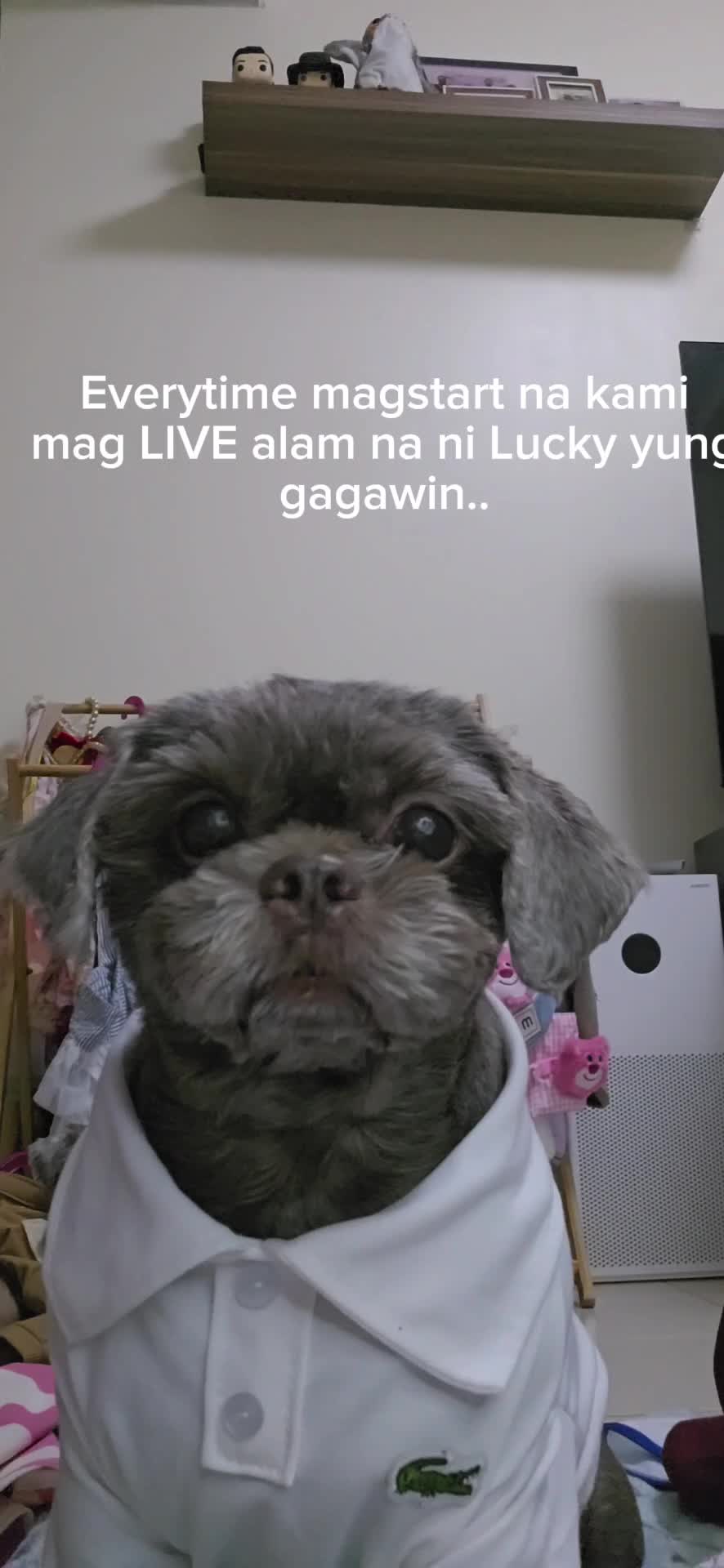 @Nella and Lucky the Shih🐶