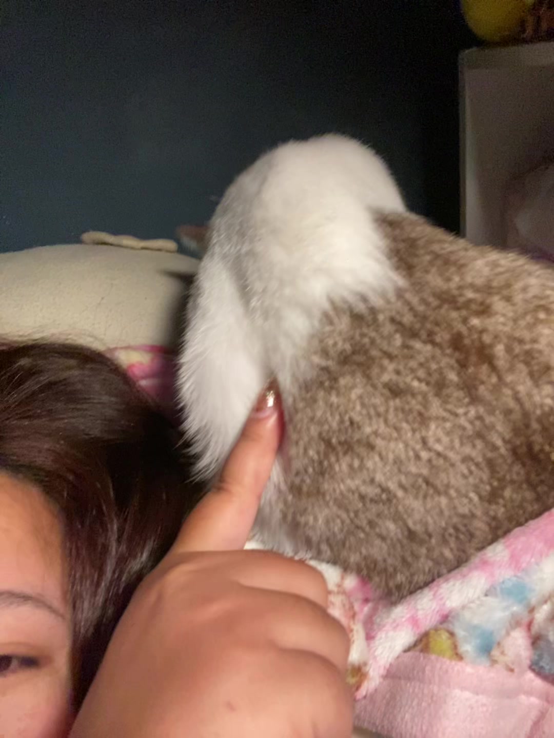 @🧧เปาเฮง🧧รีวิวแมว🐱