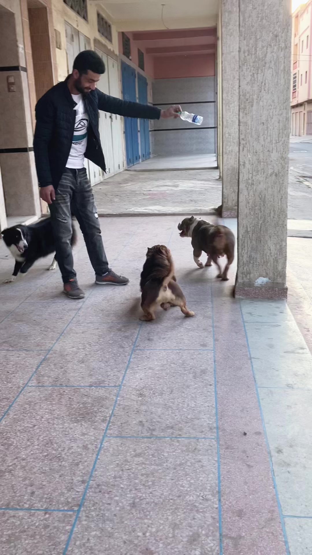 @canicorsoftmalinois