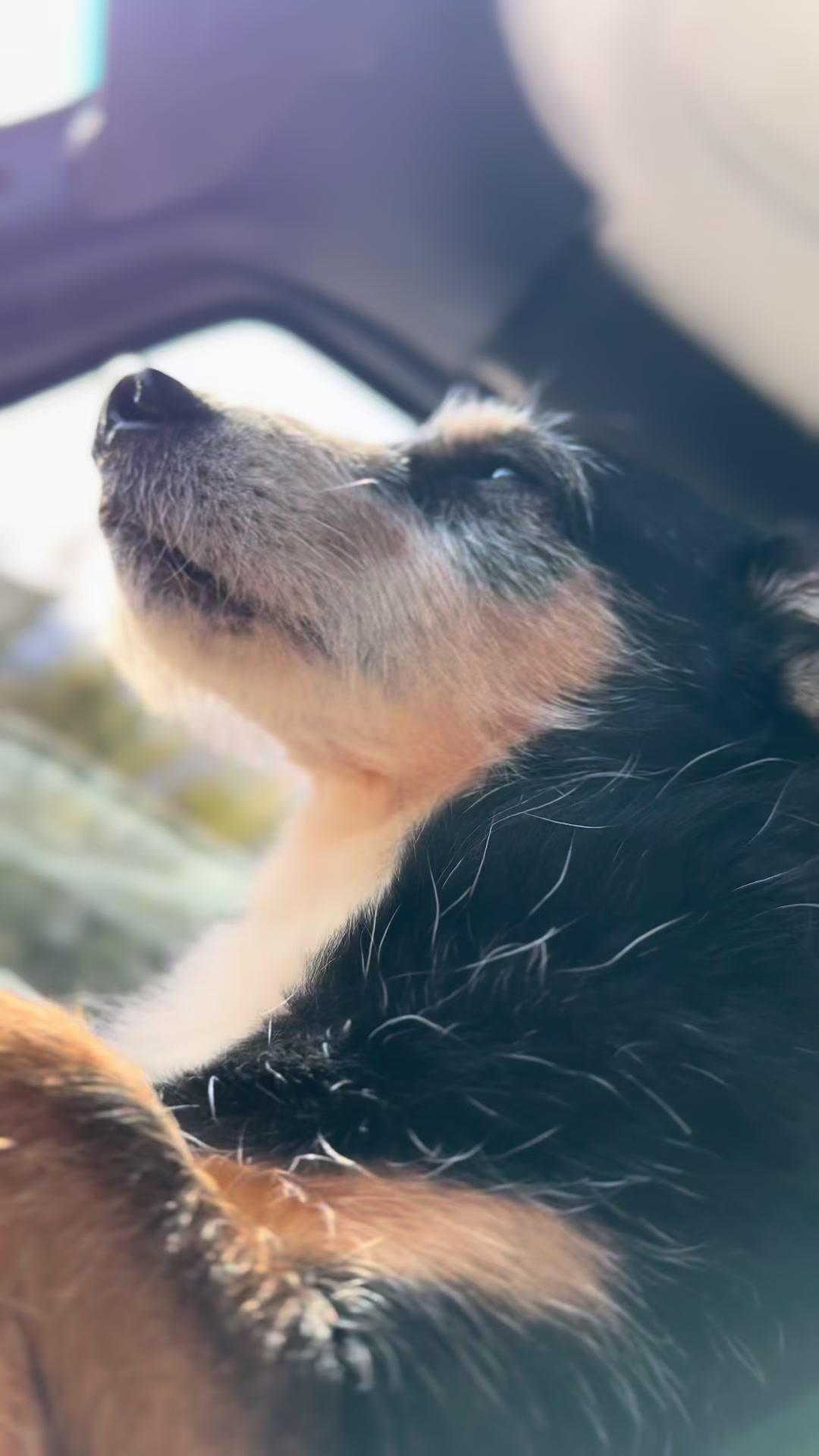 @M&Sigma;&Sigma;ƬЩ&Lambda;GӨП 🇨🇦🐶🎚️🐾
