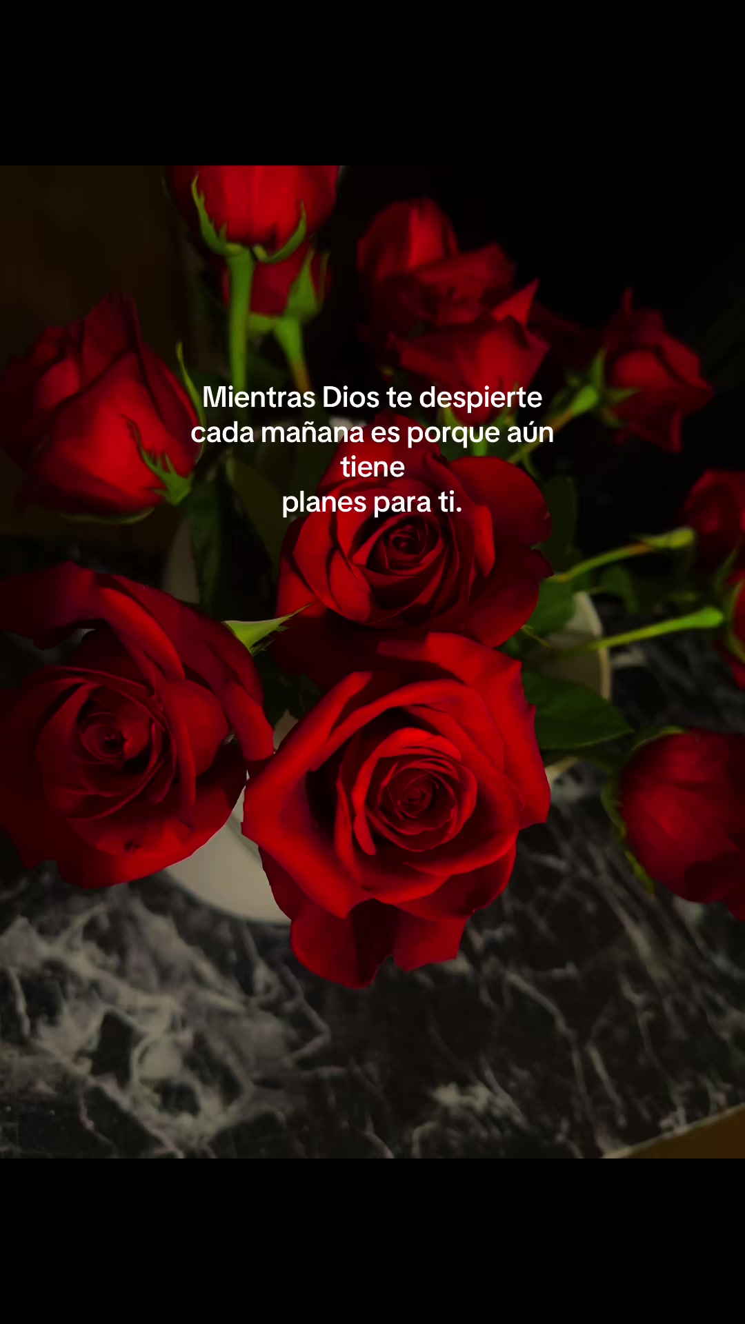 @sofia felix