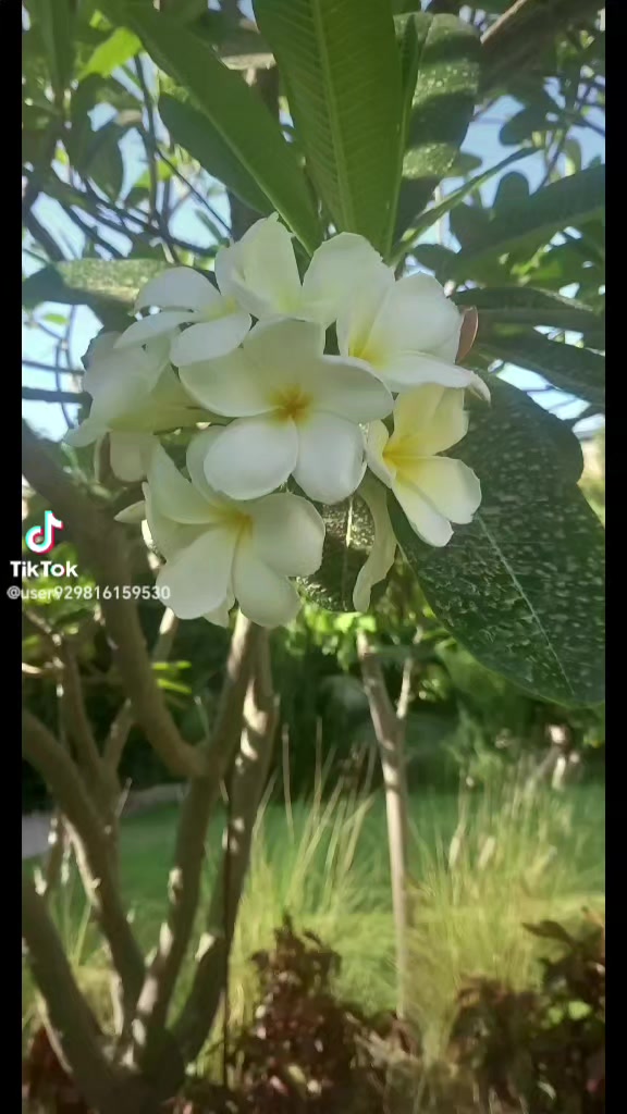 @Naga Raju