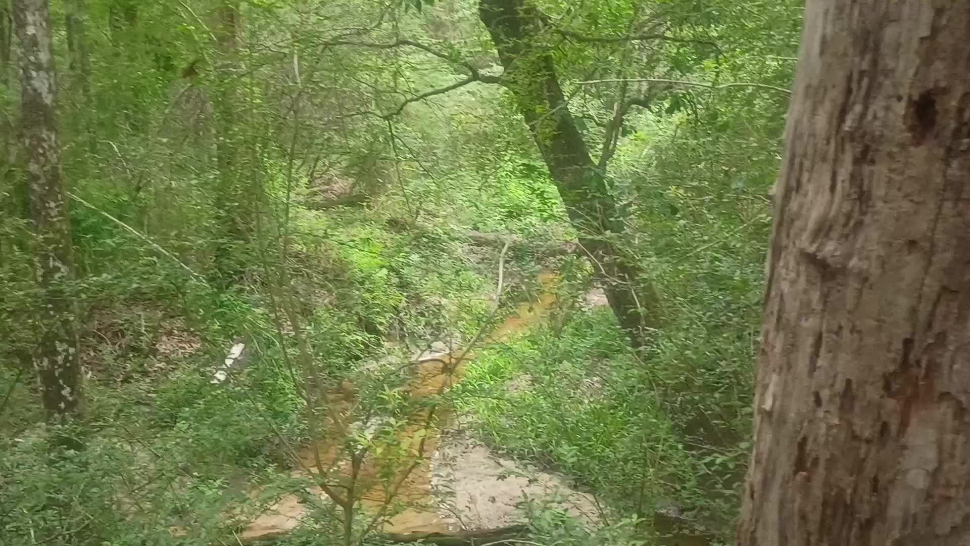 @foxandfernfilmco