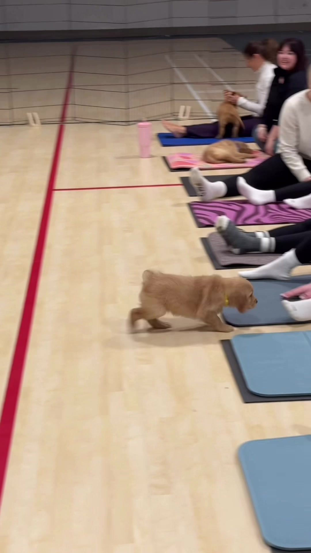 @Muskoka Puppy Yoga