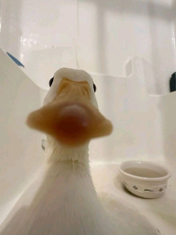 @butinadepardal01