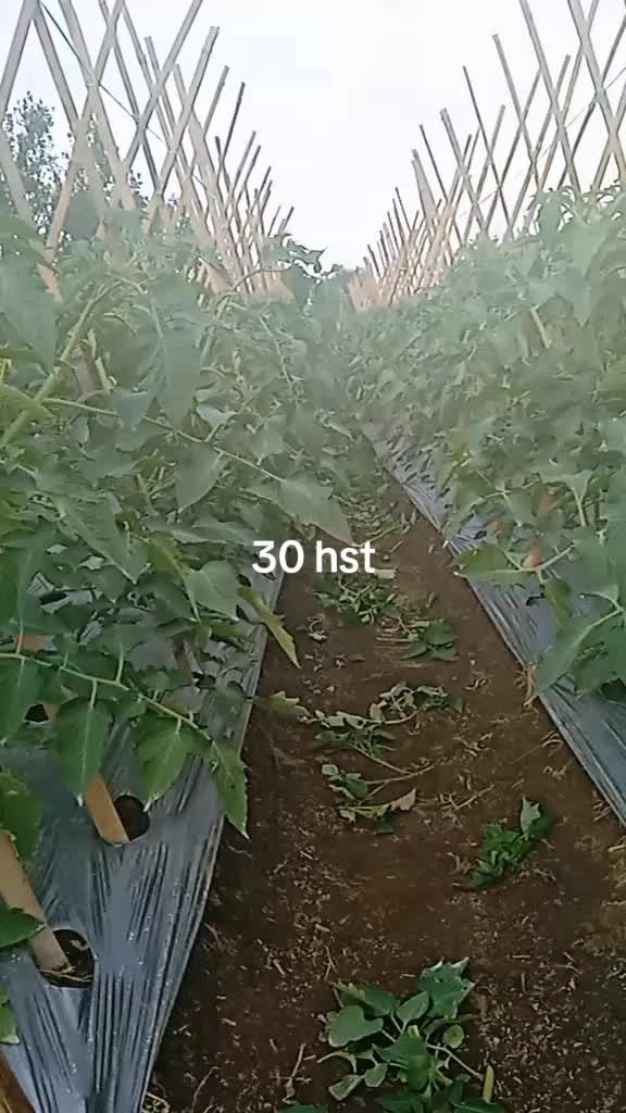 @eulis Pangalengan 78 ☑️