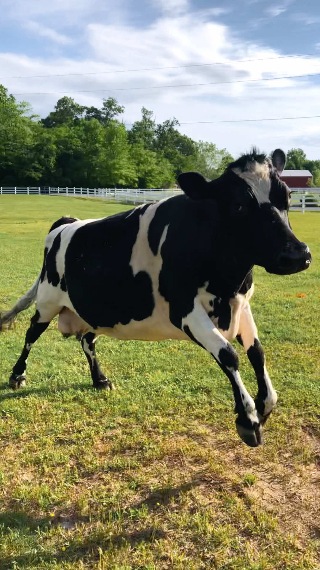 @The Gentle Barn | Sanctuary
