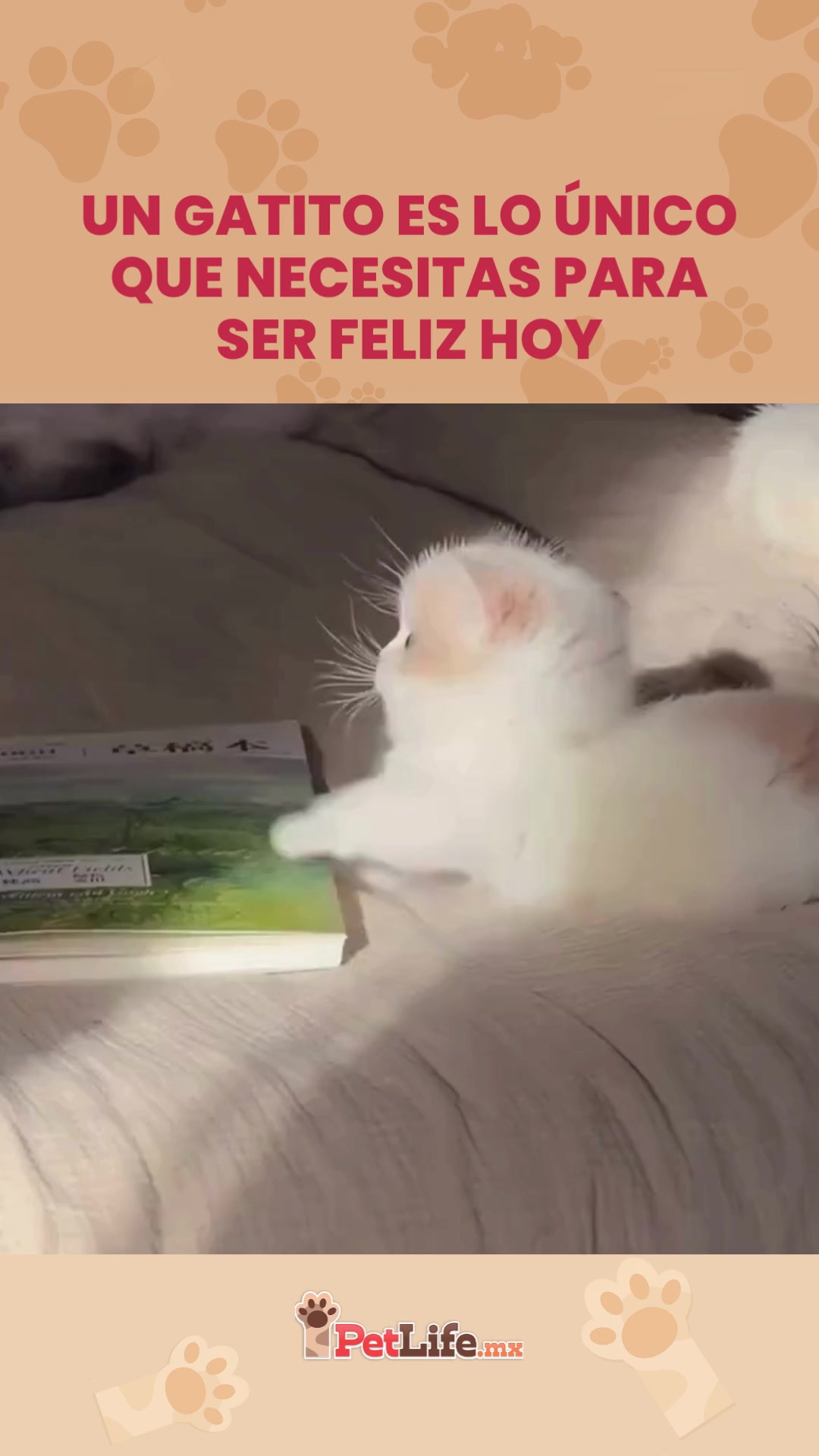 @Petlife