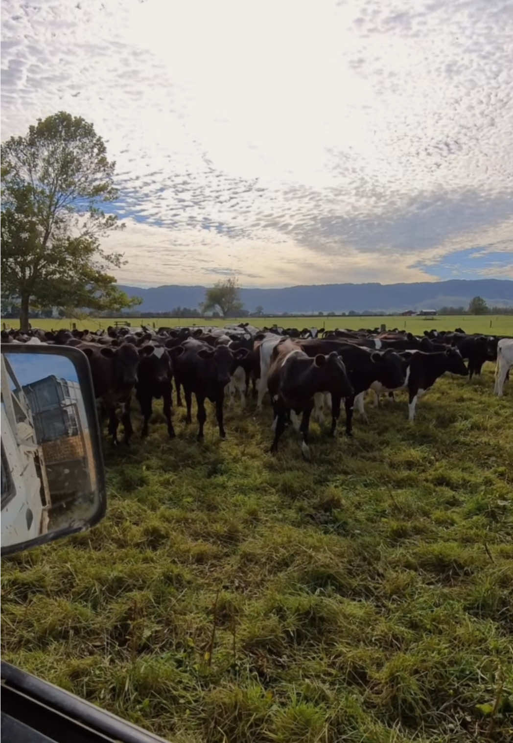 @DairyPov