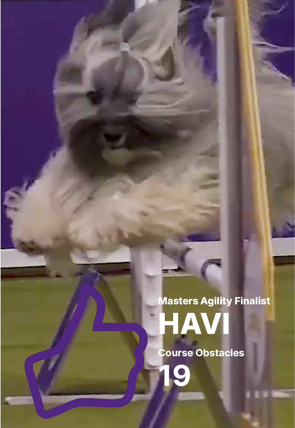 @Westminster Kennel Club